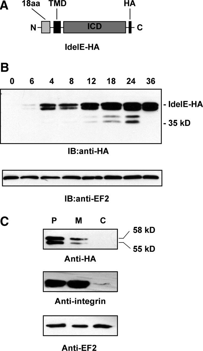 FIG. 10.