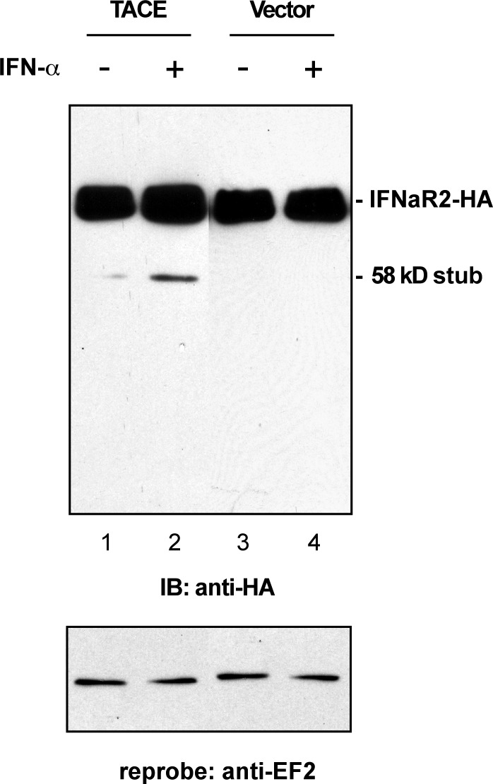 FIG. 8.