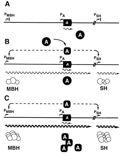 FIG. 6