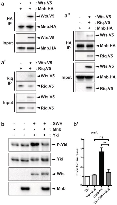 Figure 5