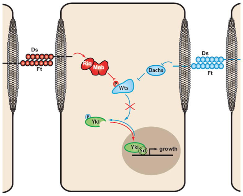 Figure 7