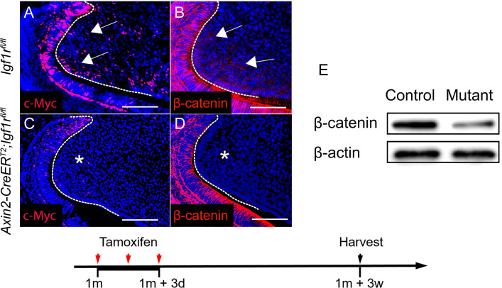 Figure 3—figure supplement 2.