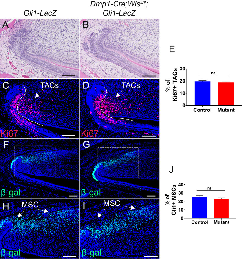 Figure 4—figure supplement 2.