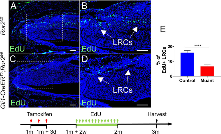 Figure 6—figure supplement 1.