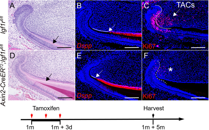 Figure 3—figure supplement 3.