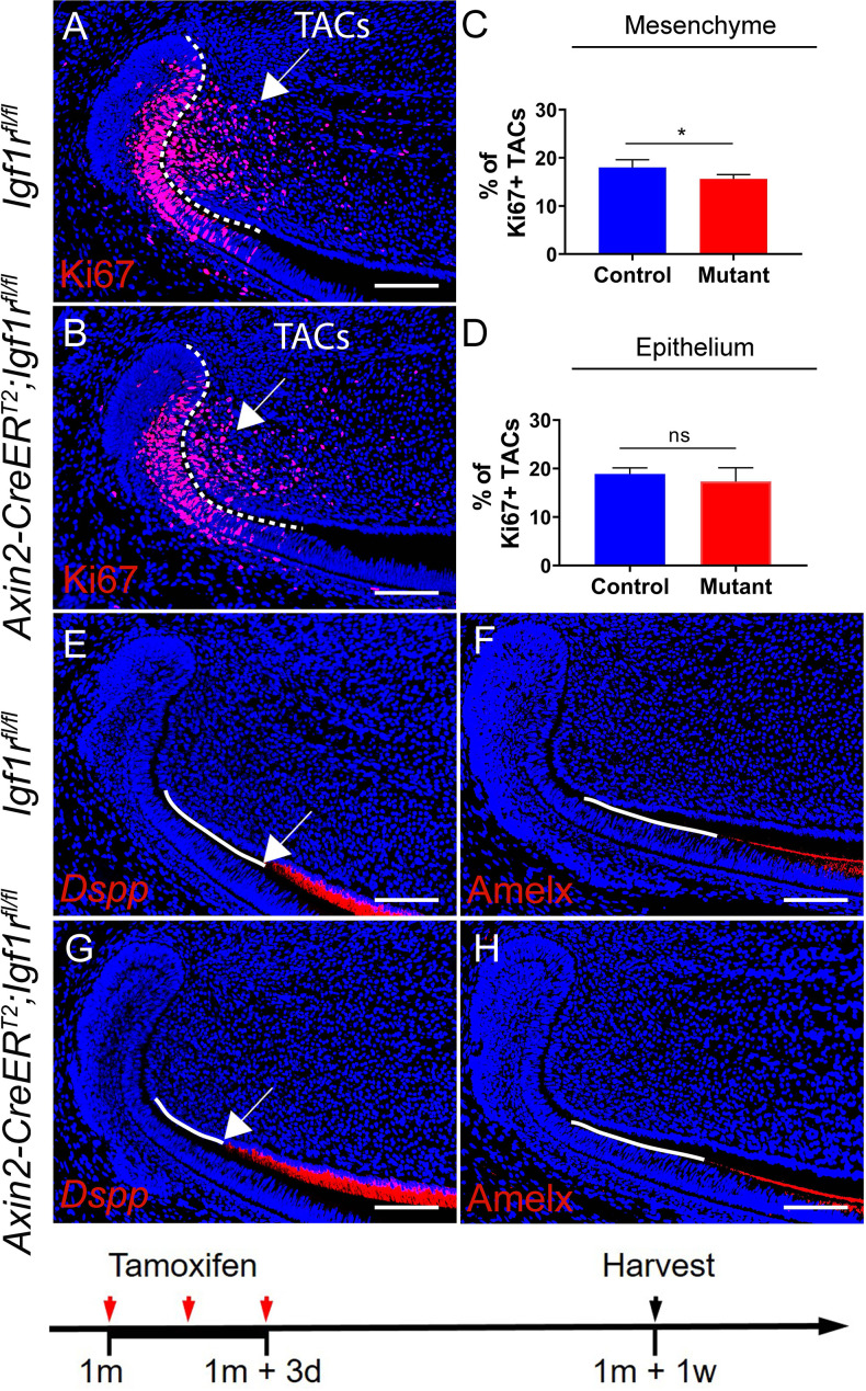 Figure 3—figure supplement 1.