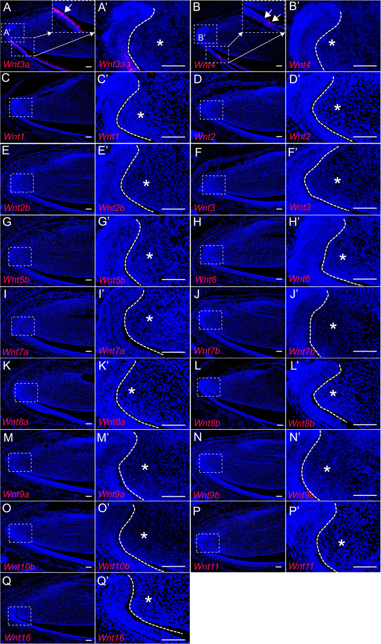 Figure 4—figure supplement 1.