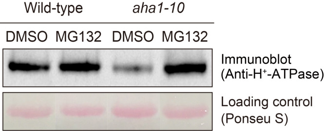 Figure 12.