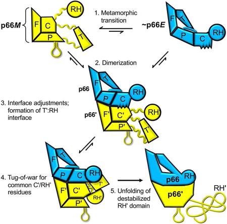 graphic file with name nihms-1516988-f0001.jpg