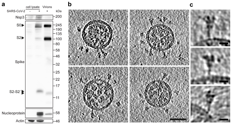 Fig .1