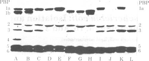 graphic file with name pnas00495-0122-a.jpg