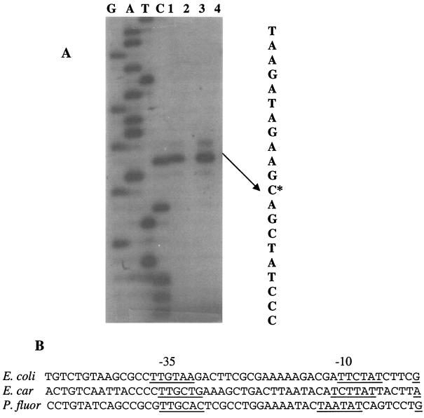 FIG. 1