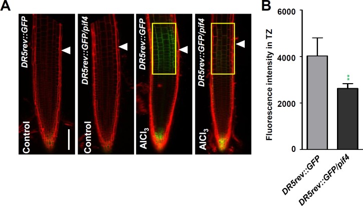 Fig 10