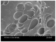 graphic file with name polymers-10-00112-i008.jpg