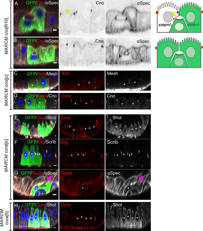 Figure 7—figure supplement 1.