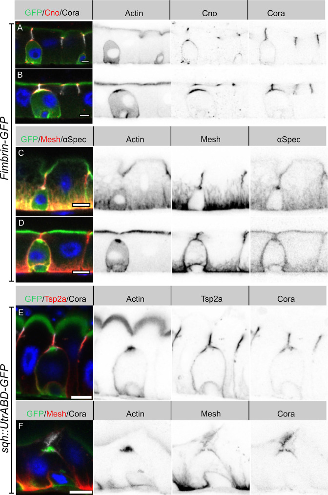 Figure 3—figure supplement 1.