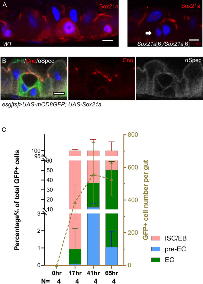 Figure 5—figure supplement 1.