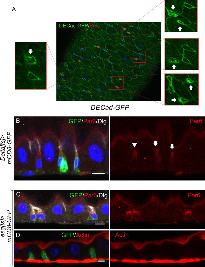 Figure 1—figure supplement 1.