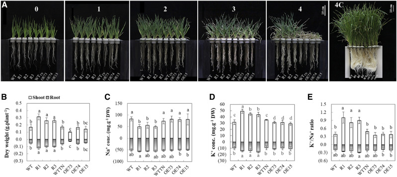 Figure 3.