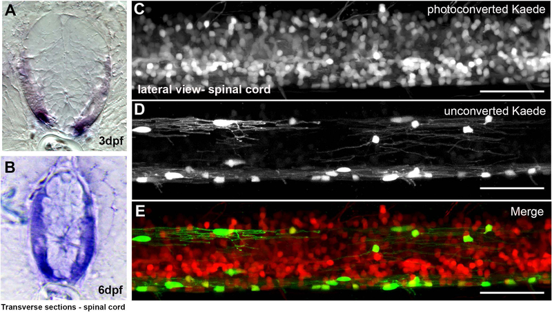 Figure 3: