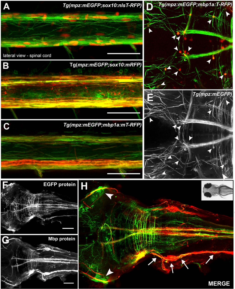 Figure 2: