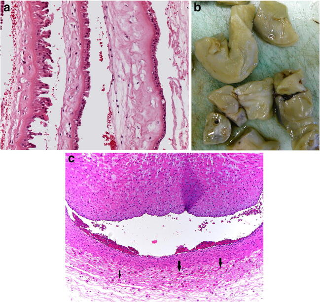 Fig. 13