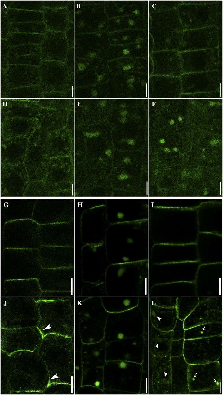 Figure 7.