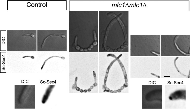 FIG 3