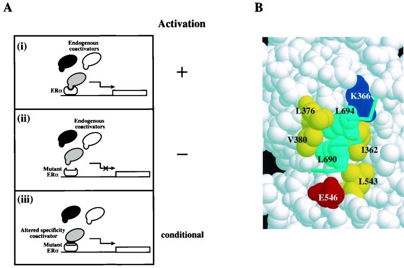 FIG. 1