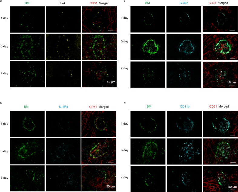 Figure 2—figure supplement 1.