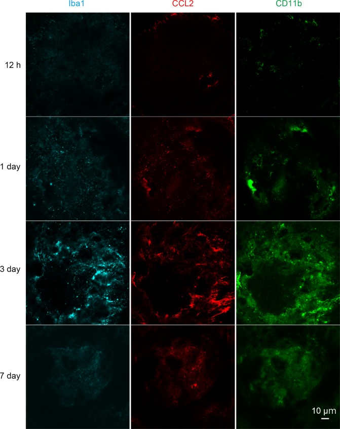 Figure 1—figure supplement 1.