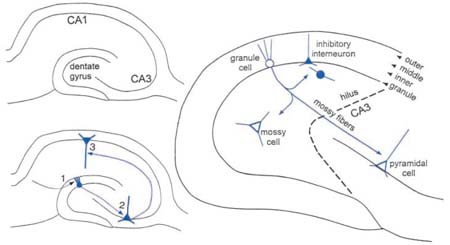 Box 1. Organization of the Rat Dentate Gyrus