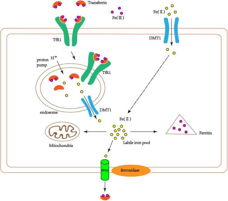 FIGURE 1