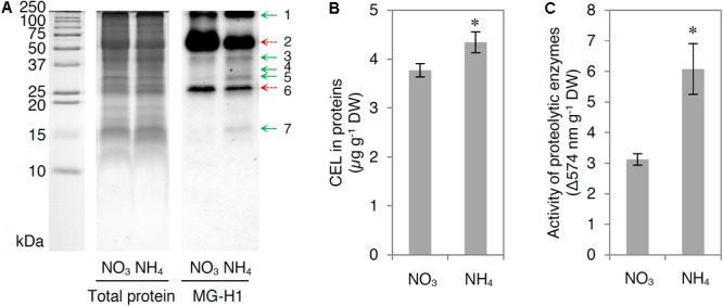 FIGURE 7