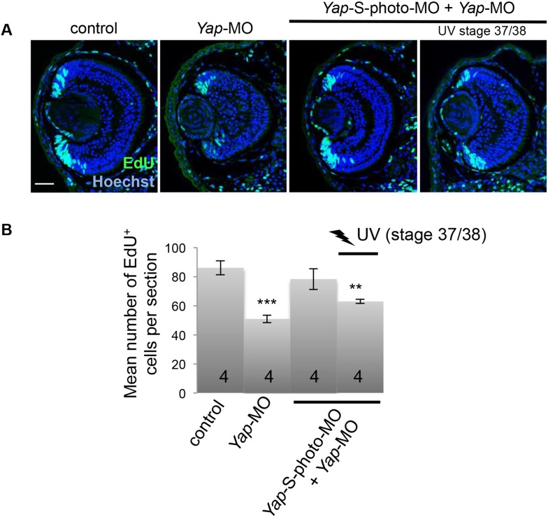 Figure 3—figure supplement 1.