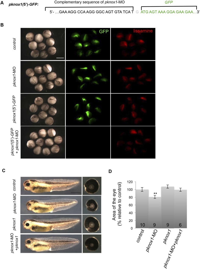 Figure 9—figure supplement 1.