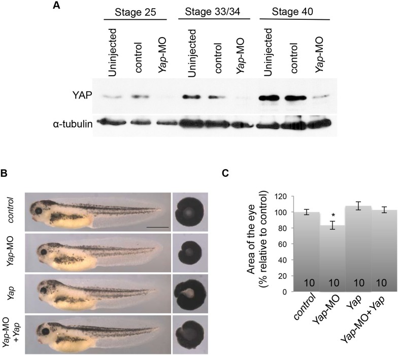 Figure 2—figure supplement 1.