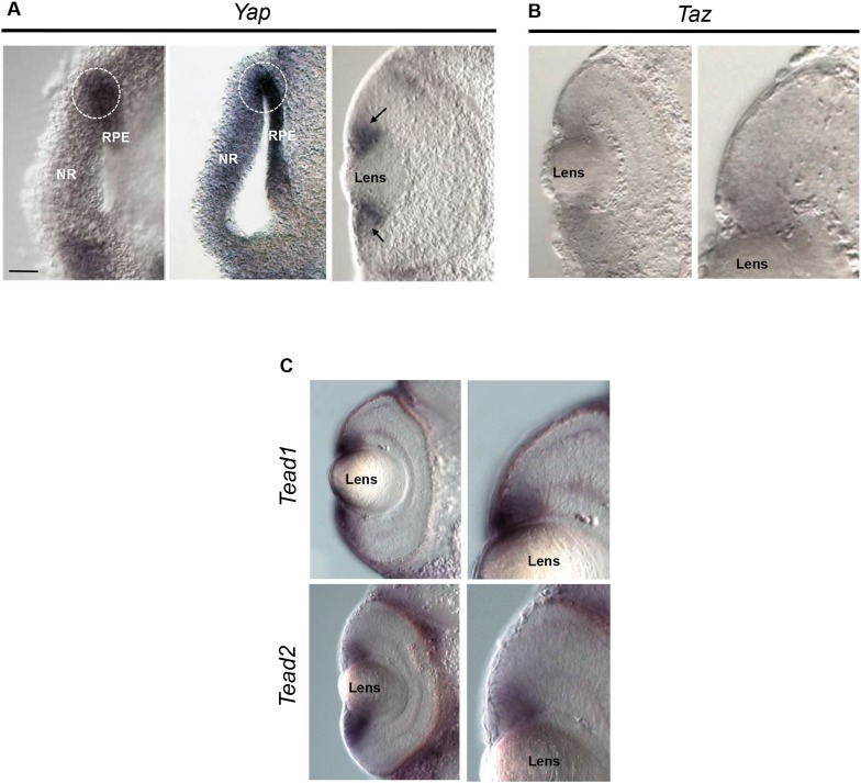 Figure 1—figure supplement 1.