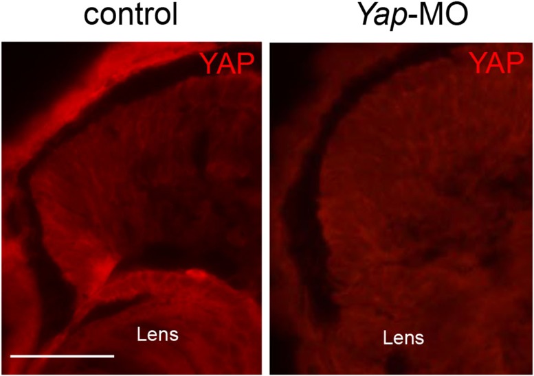 Figure 1—figure supplement 2.