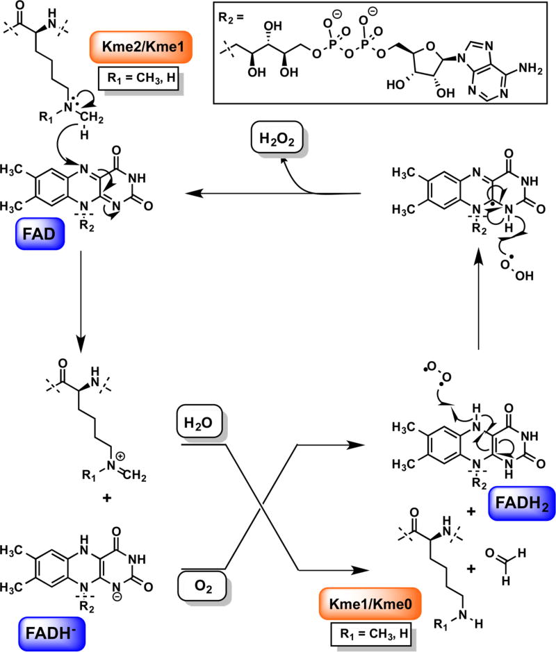 Figure 31