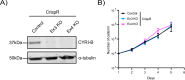 Figure 4—figure supplement 1.