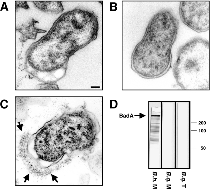 FIG. 8.