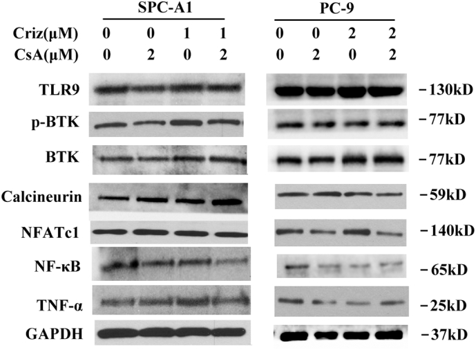 Fig. S6