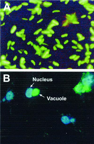 FIG. 6