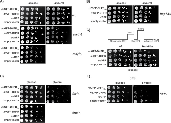 FIGURE 6: