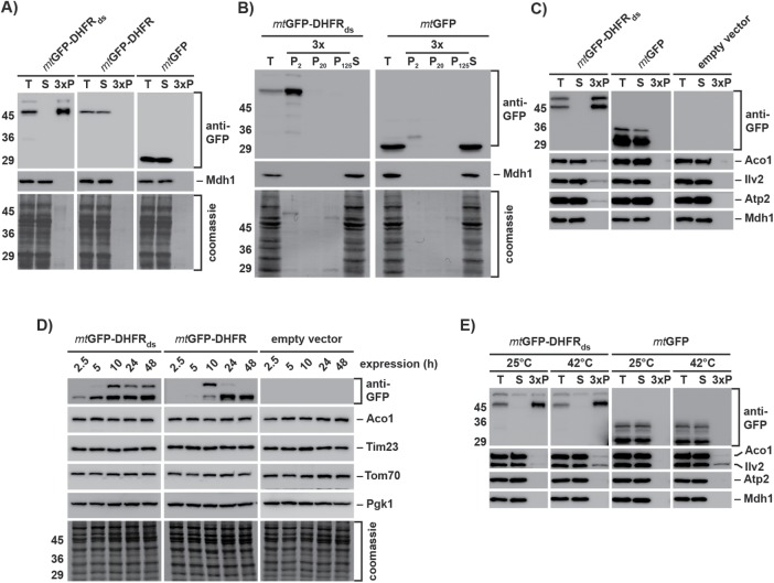 FIGURE 2: