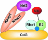 FIG. 1.