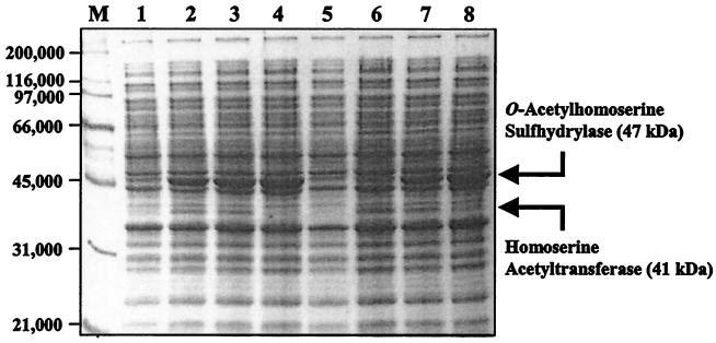 FIG. 5.