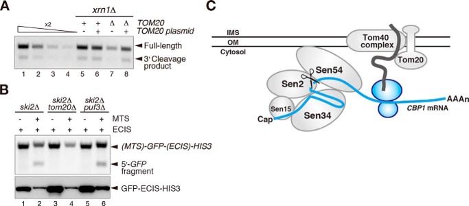 FIGURE 4.