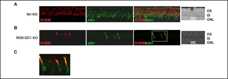 Fig. 10